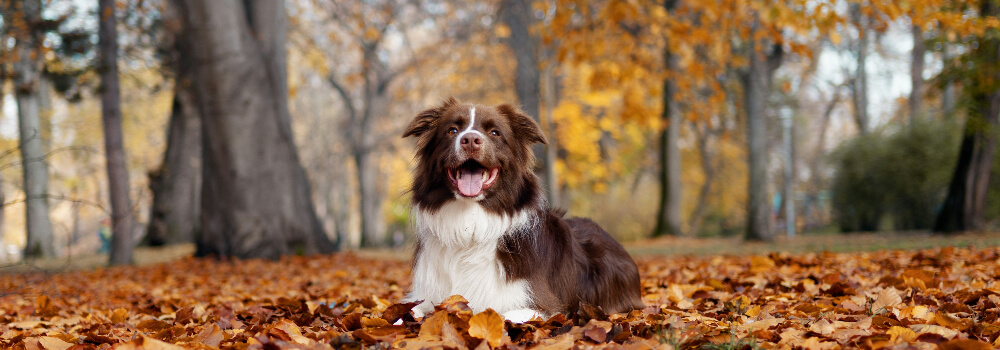 Hundehalterhaftpflicht